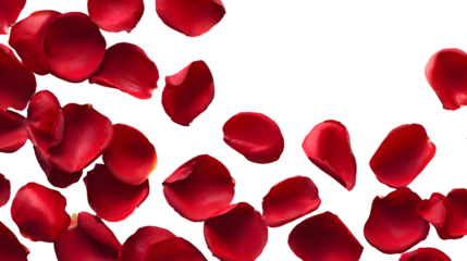 Romantic red rose petals over a vibrant red background with textured lines