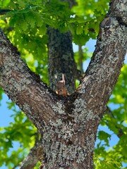 Obraz premium Squirrel in the forest