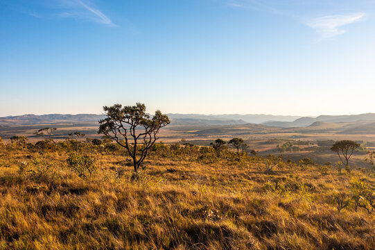 Lonely cerrado tree over a mountain top in Chapada dos Veadeiros park. Goi&aacute;s, Brazil.
