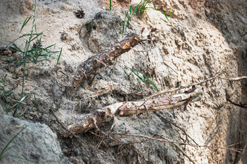 Exposed tree roots revealing soil layers and natural textures in a wooded area during daylight hours