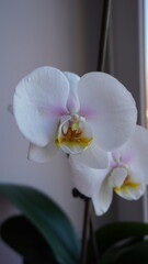 A white phalaenopsis orchid with a yellow-pink center on the background of the window. The flower...