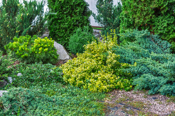 Evergreen Garden with Shrubs and Conifers