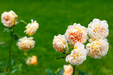 Cream-colored English roses blooming in garden
