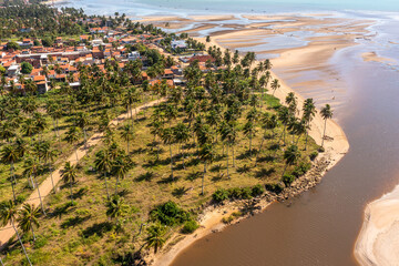Several palm trees on the margins of Rio Salgado (Salgado river) in Alagoas, Brazil.