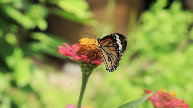 Butterflies find nectar in flowers and blur nature background