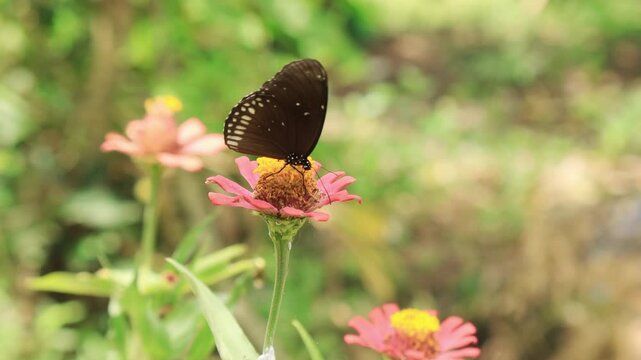 Butterflies find nectar in flowers and blur nature background