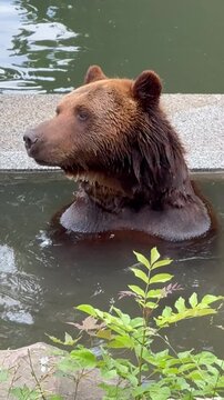 brown bear in water