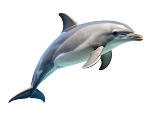 Fototapeta premium Solo Side View_HD real photo of a bottlenose dolphin mid-swim