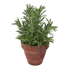 A green potted plant with elongated leaves, suitable for indoor decoration or enhancing natural aesthetics in spaces.