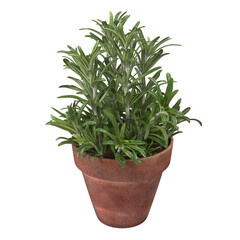 A vibrant green plant in a terracotta pot, enhancing indoor or outdoor spaces with natural beauty.