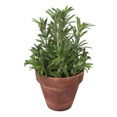 A potted green plant with slender leaves, adding a touch of nature to indoor or outdoor spaces.