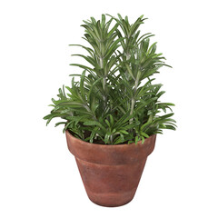 A green potted plant with multiple stems in a terracotta pot, adding a touch of nature to indoor or outdoor spaces.
