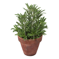A green potted plant with slender leaves in a terracotta pot, ideal for home decor or indoor gardening.