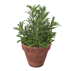 A potted plant with lush green leaves, ideal for home decor or indoor gardening.