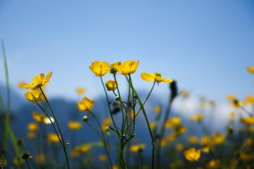 Yellow wildflowers bloom under the evening sky in Austria, capturing the beauty of nature in a...