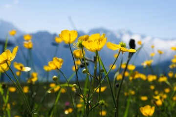 Fototapeta premium Vibrant yellow wildflowers bloom in a lush meadow with majestic mountains in the background of Austria during a clear day