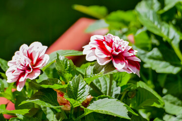 Different flowers on the balcony