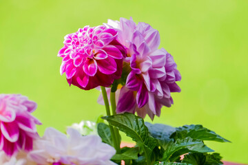 Different flowers on the balcony