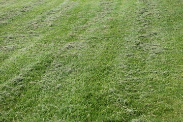 Green Grass Lawn Texture Background