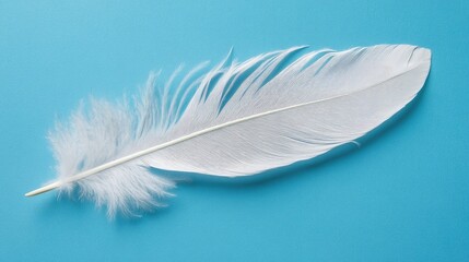 white feather on blue background