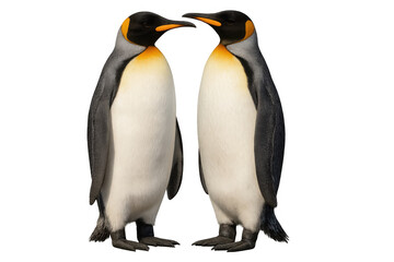 Fototapeta premium Two emperor penguins are standing close to each other, touching their beaks on a transparent background