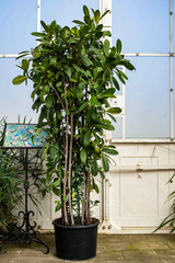 Living Art The Diverse World of Bonsai Masterpieces