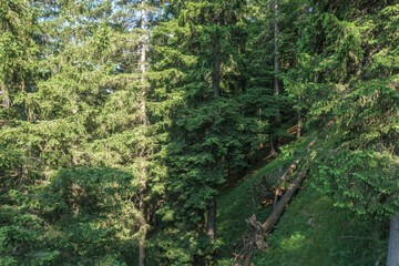 Fototapeta premium Dense forest in the Füssen region of Germany showcases lush greenery and tall coniferous trees on a clear day