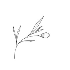 Floral page divider on a transparent background
