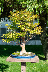 Living Art The Diverse World of Bonsai Masterpieces