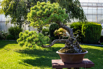 Living Art The Diverse World of Bonsai Masterpieces