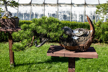 Living Art The Diverse World of Bonsai Masterpieces