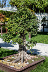 Living Art The Diverse World of Bonsai Masterpieces
