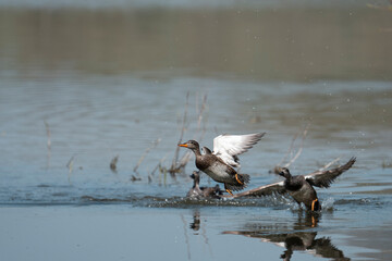 Female mallard duck (Anas platyrhynchos) taking off from a lake on a sunny day