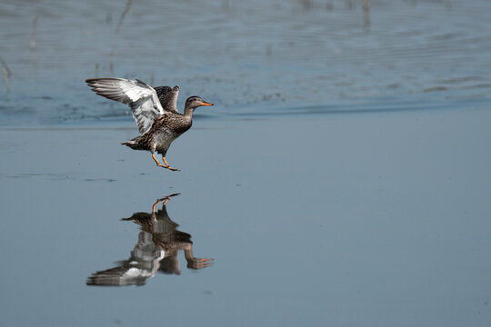 Female mallard duck (Anas platyrhynchos) coming into land on a lake reflected on the surface