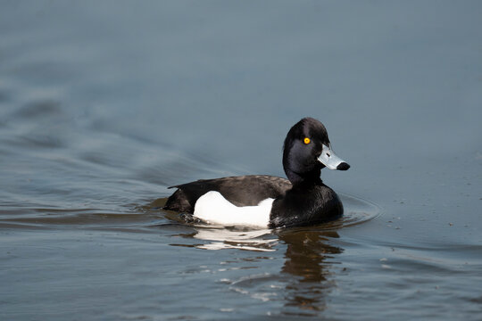 Close up of Male Tufted Duck Aythya fuligula swimming