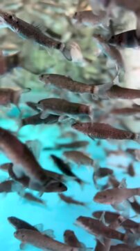 Lots of little fish. Fish peeling, fish Garra Rufa. Vertical video close up