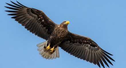 Fototapeta premium Majestic eagle soaring through a clear sky.