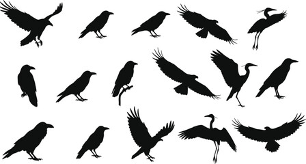 Bird silhouette collection vector illustration, flying and standing birds, crow and heron icons, black wildlife design elements for graphic use