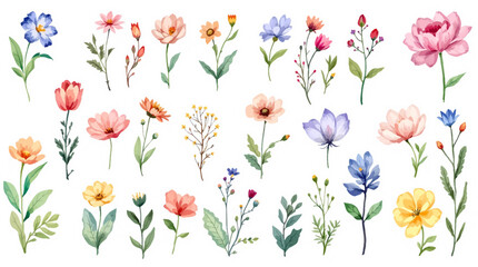 Watercolor Set flowers background