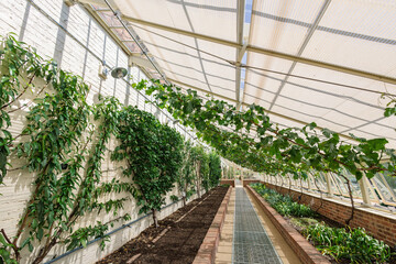 Large airy greenhouse with exotic plants and vine.