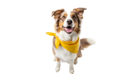 Australian Shepherd with Yellow Bandana isolated on transparent background