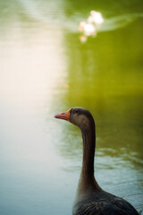 goose on the water