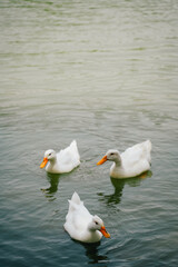ducks on the lake