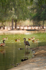 Fototapeta premium ducks on the lake