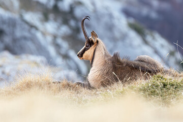 Rare Apennine chamois in the wild, captured in stunning alpine settings. Perfect for nature, wildlife, and eco-tourism projects. Authentic, high-quality mountain photography