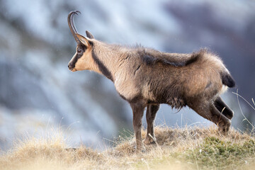 Rare Apennine chamois in the wild, captured in stunning alpine settings. Perfect for nature, wildlife, and eco-tourism projects. Authentic, high-quality mountain photography