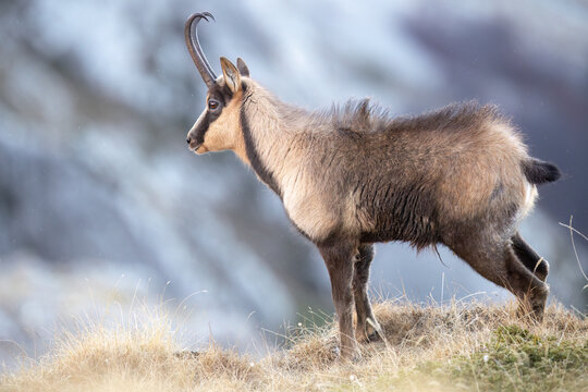 Rare Apennine chamois in the wild, captured in stunning alpine settings. Perfect for nature, wildlife, and eco-tourism projects. Authentic, high-quality mountain photography