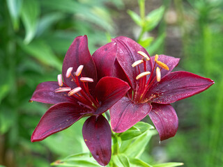 Lilium  is a genus of herbaceous flowering plants
