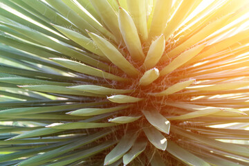 Agave Plant Leaves, Morning Sunlight: Pointed plant radiates green color due to sun rays, blurred.