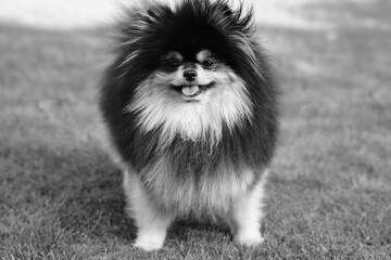 pomerian